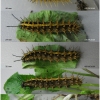 arg paphia larva5 volg1